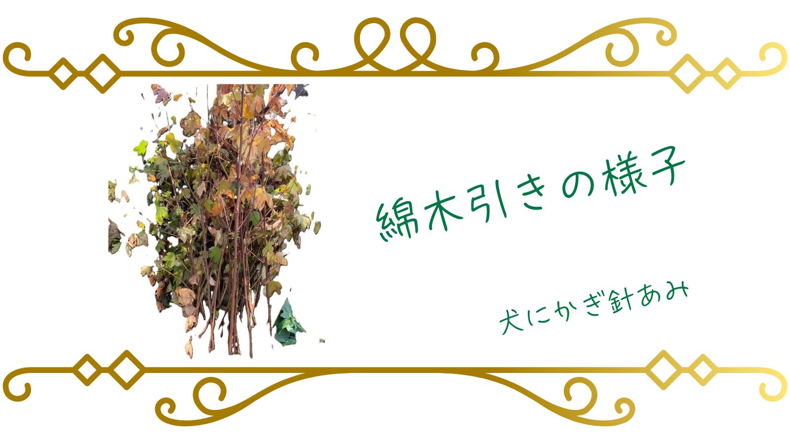 綿木引のサムネイル