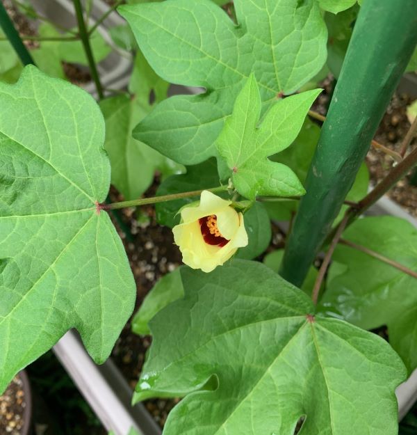 コットンの花は黄色