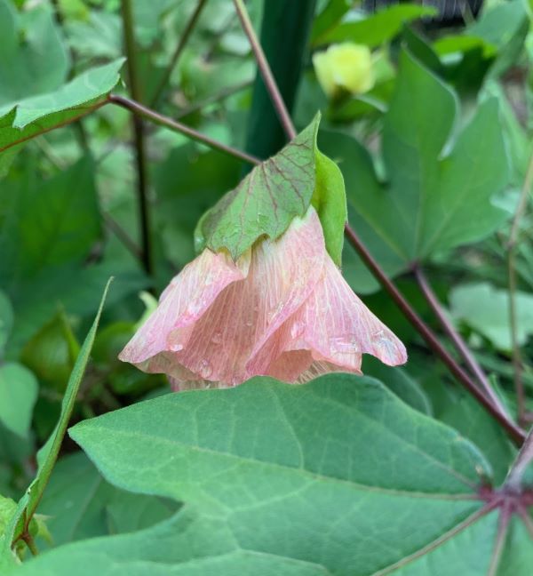 コットンの花が黄色からピンクへ変化