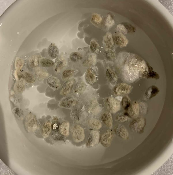 コットンの種を水に浸す