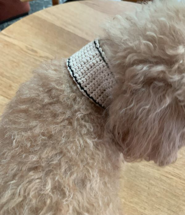 犬用マフラーをかぎ針編み(白・コットン)きなこ着用