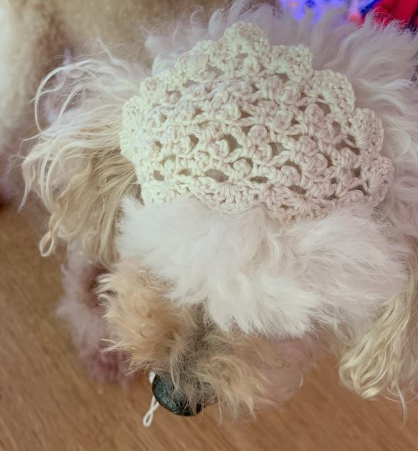 犬用バブーシュカをかぎ針編み(白・コットン)きなこ着用