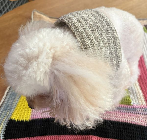 犬用スヌードをかぎ針編み(ウール毛糸)きなこ着用