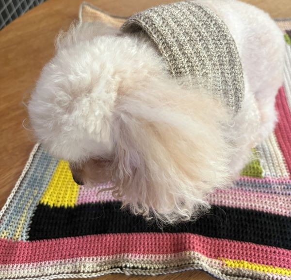 かぎ針編みした犬用ブランケットに乗っているきなこ