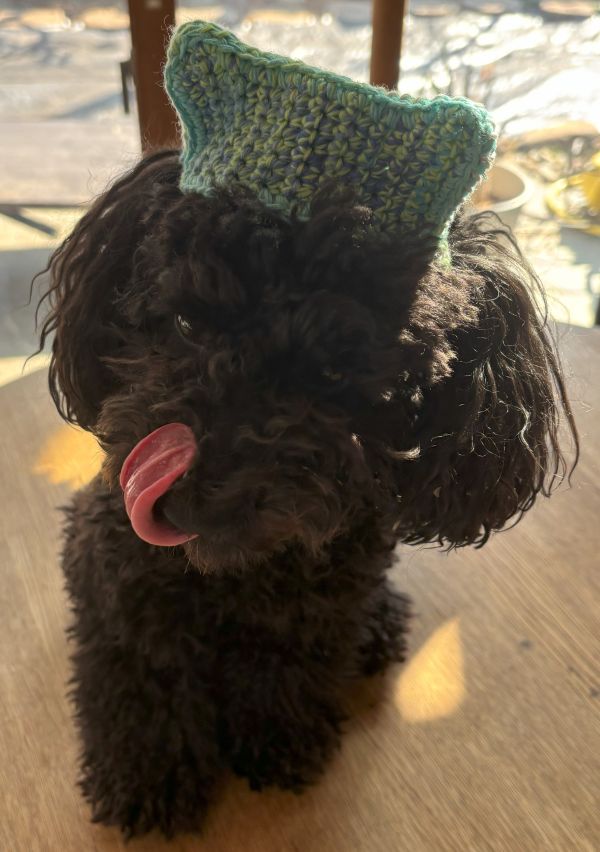 かぎ針編みした犬用猫耳帽子を着用したくろこ