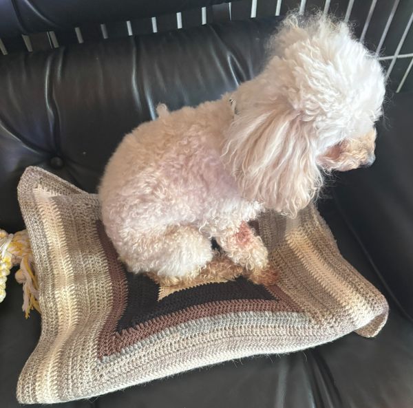犬用ブランケット(ひざ掛け)の上に座るきなこ