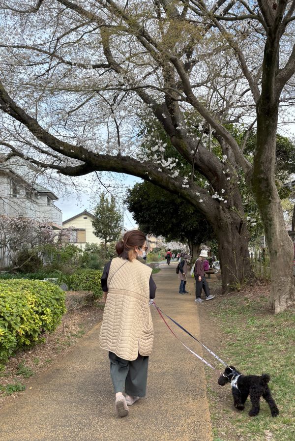 桜見物中の黒い子