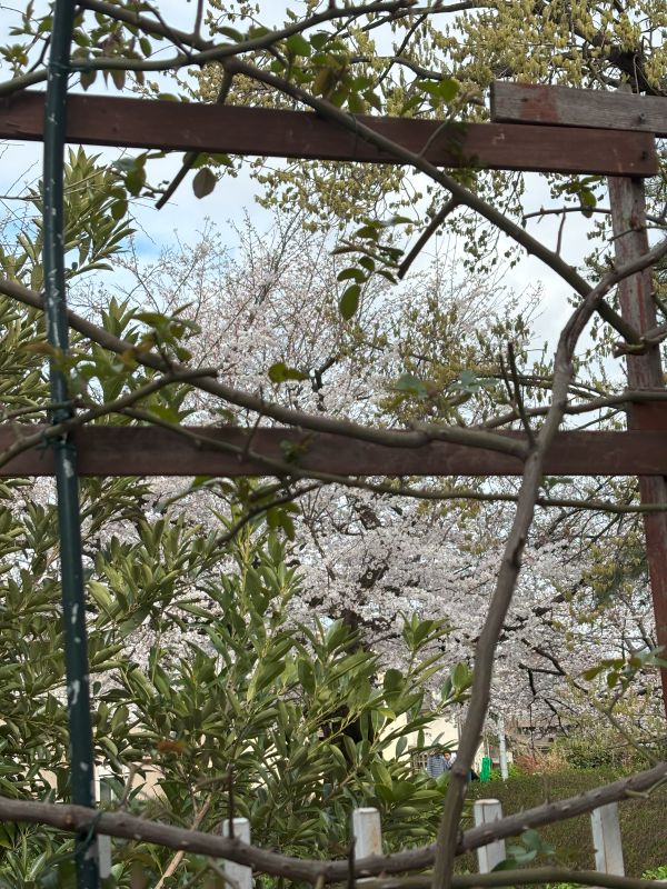 桜見物ができるカフェで