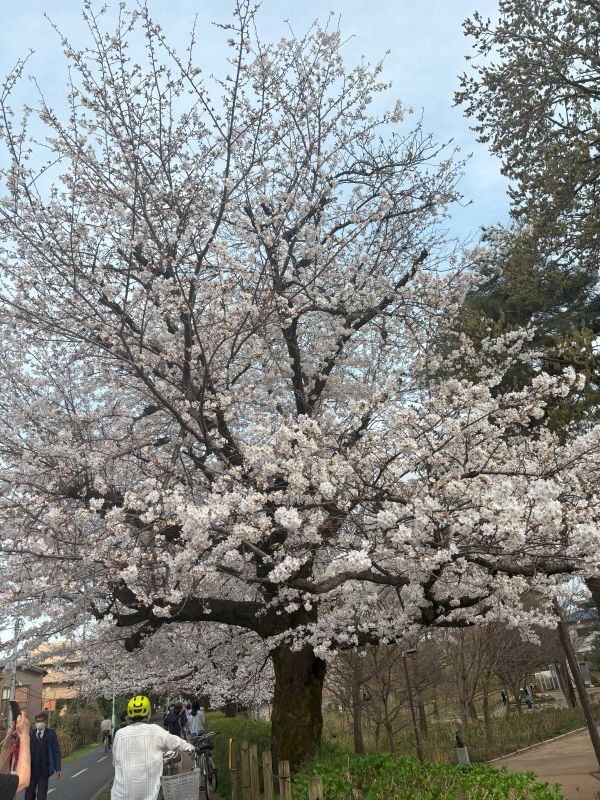 犬と桜見物