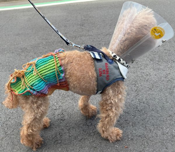 手編みした犬用腹巻きを茶色い子が付けています