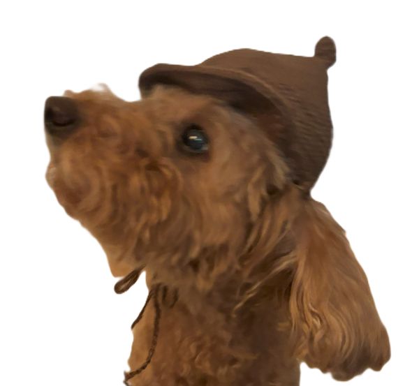 犬用まんまる帽子の装着(茶色い子)