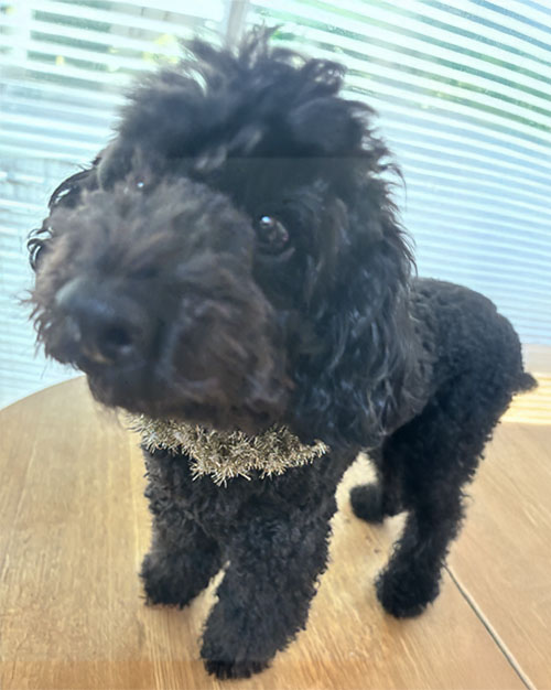 犬用首飾り、ゴールドを着用のクロコ