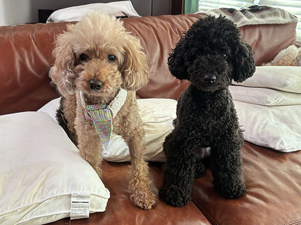 犬用ネクタイマフラーをしているターコとクロコ