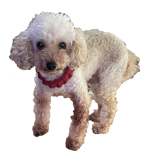 かぎ針編みした玉編み犬用スヌードをしているキナコ