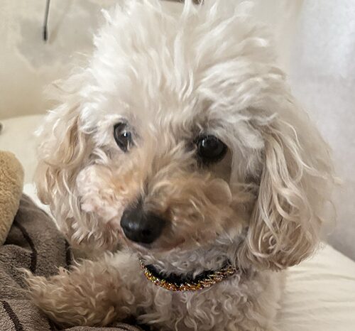 びーずネックレス装着の様子（前）