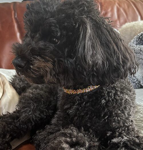 黒い毛の子にビースネックレスの様子