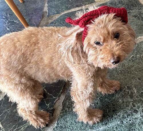 リボンバンダナをつけているターコ（正面）