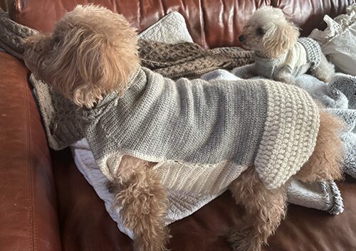 Sonomono中細で、かぎ針編みした犬用ワンピースの着用写真（ターコ）