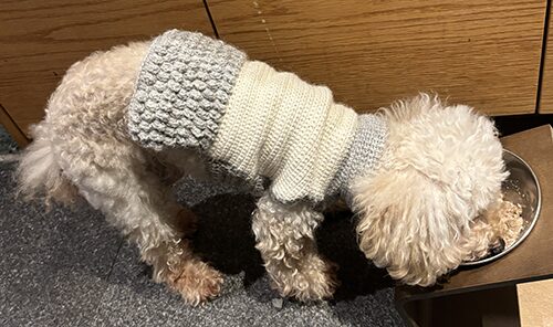 Sonomono中細で、かぎ針編みした犬用ワンピースの着用写真（キナコ）