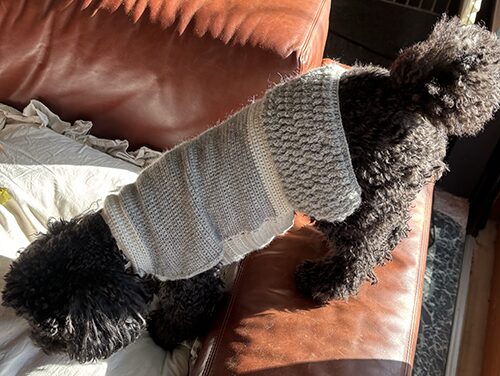 Sonomono中細で、かぎ針編みした犬用ワンピースの着用写真（クロコ）