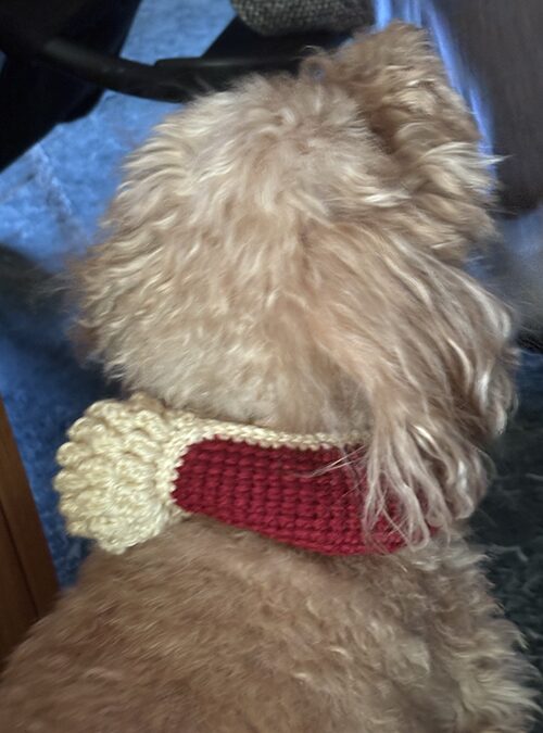 うちの犬にアフガン編みスヌードをつけた