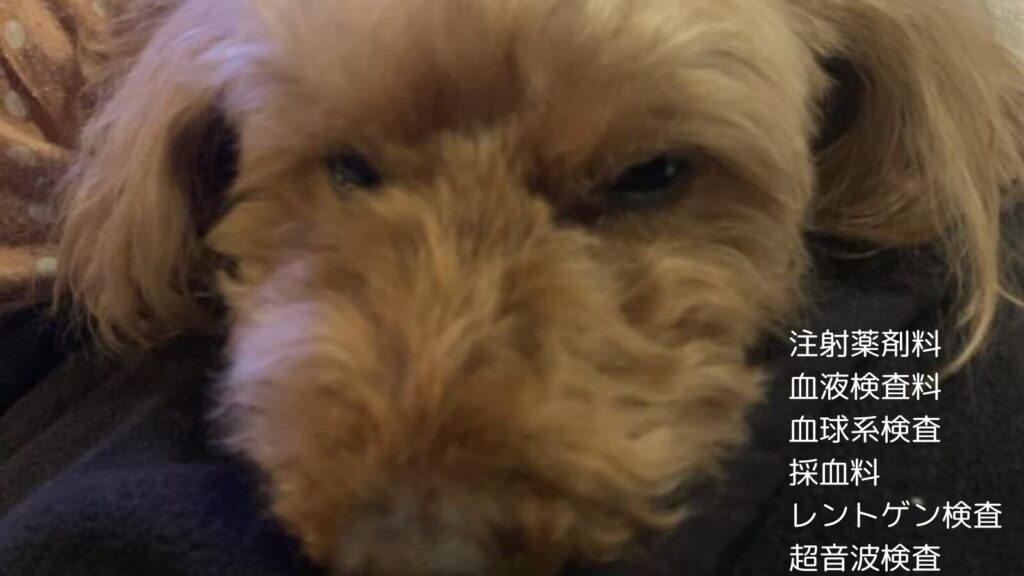 愛犬がビーズクッションを誤飲の記録と費用のサムネイル