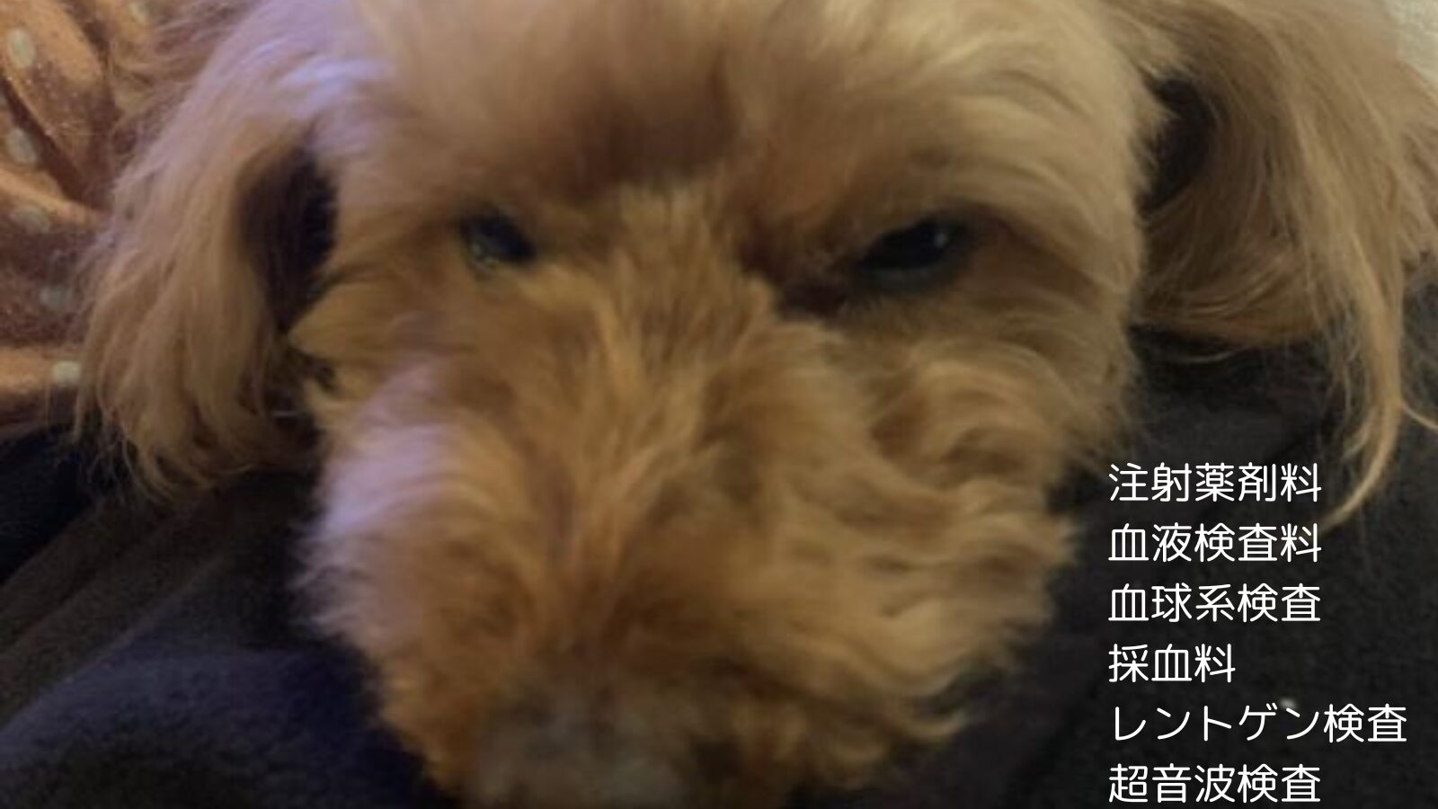 愛犬がビーズクッションを誤飲の記録と費用のサムネイル