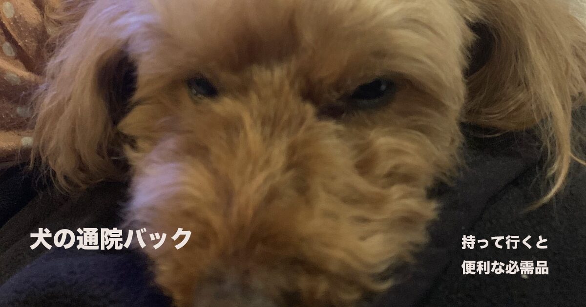 犬の通院バックに入れる持って行くと便利な必需品のサムネイル
