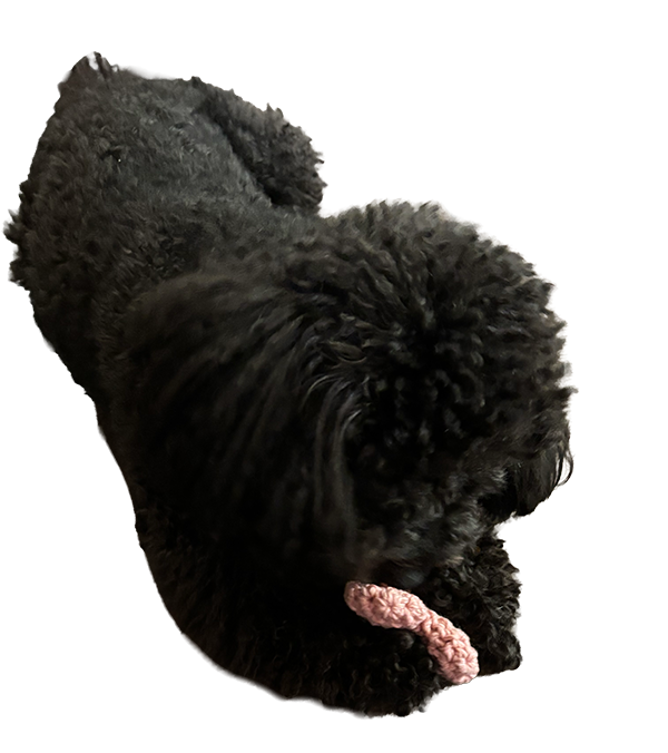 ハートのおもちゃで遊ぶ犬