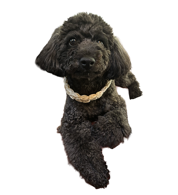 リネンのリフ編みチョーカーを付けた犬