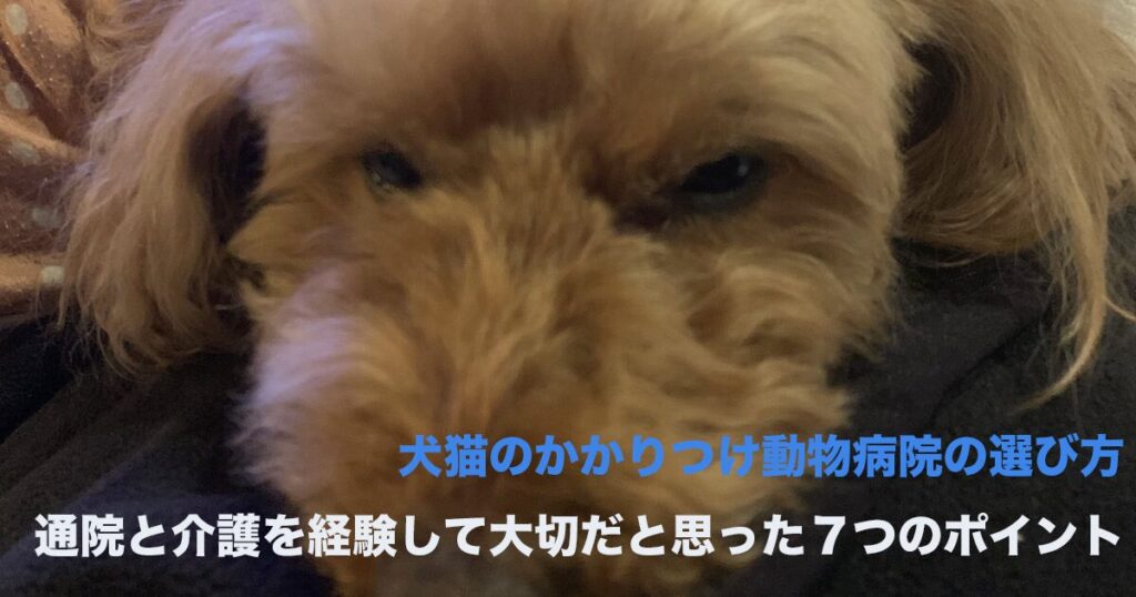 かかりつけ動物病院の選ぶ時のポイントのサムネイル