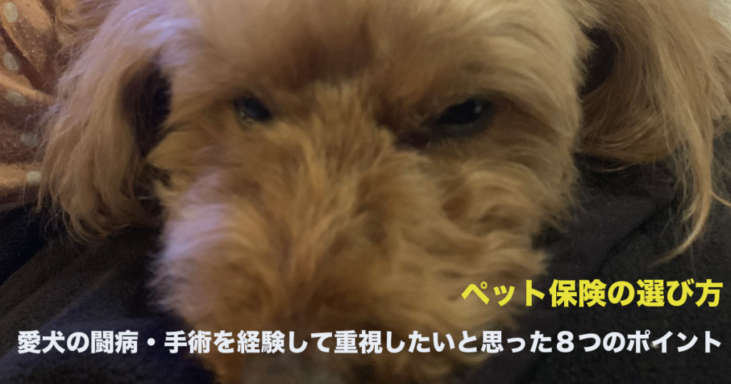 ペット保険の選び方のサムネイル