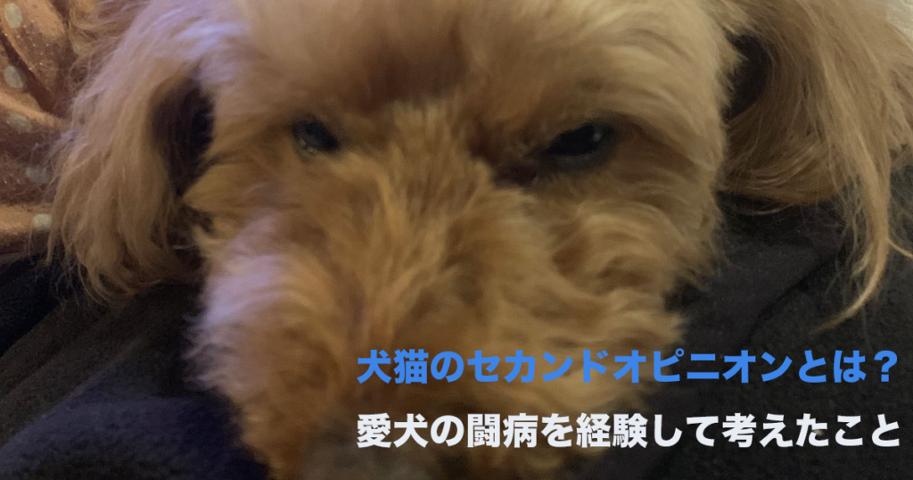 犬猫のセカンドオピニオンについてのサムネイル