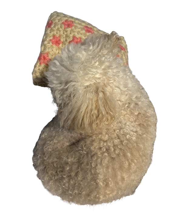 リフ編みのまくらで寝ている犬